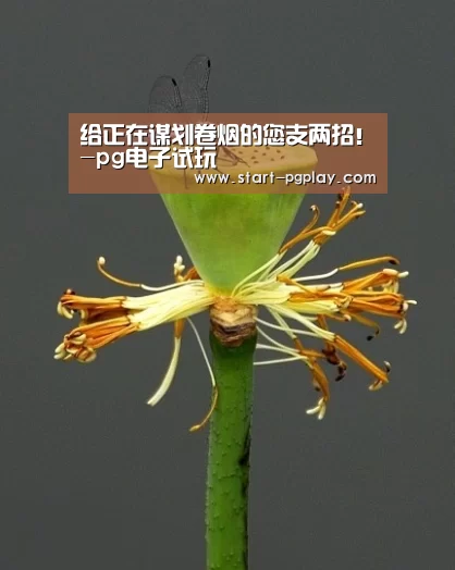 pg模拟器
